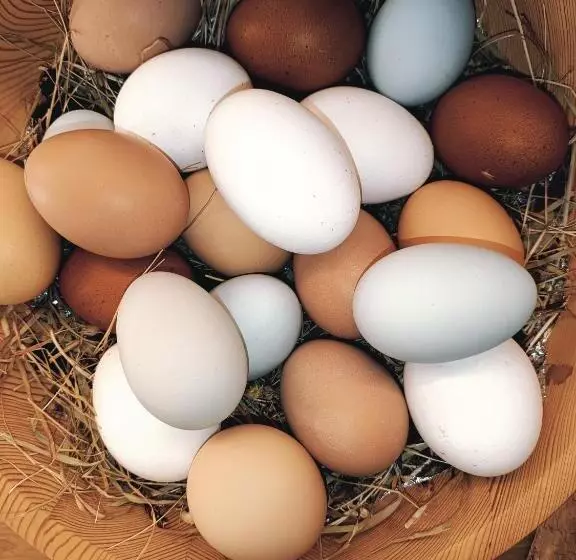 Majatalo Bed And Breakfast Ederhof