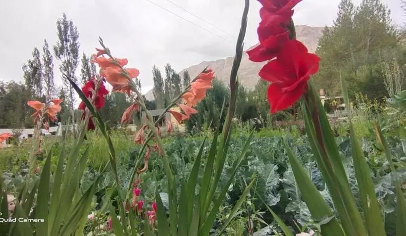 ベッドアンドブレックファースト Royal Mount Guest House Ladakh By Lexstays