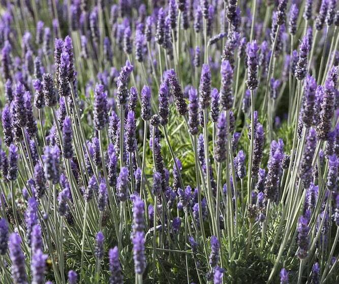 בית מלון כפרי Southeast