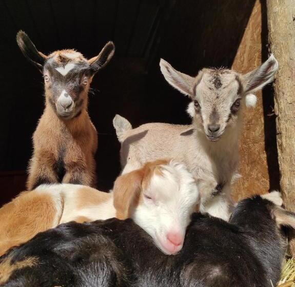 호텔 Agriturismo Podere Asche