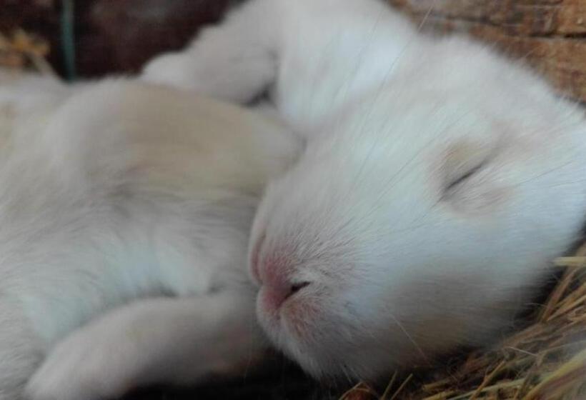 호텔 Agriturismo Podere Asche