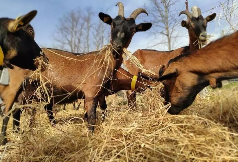 ホテル Agriturismo Podere Asche