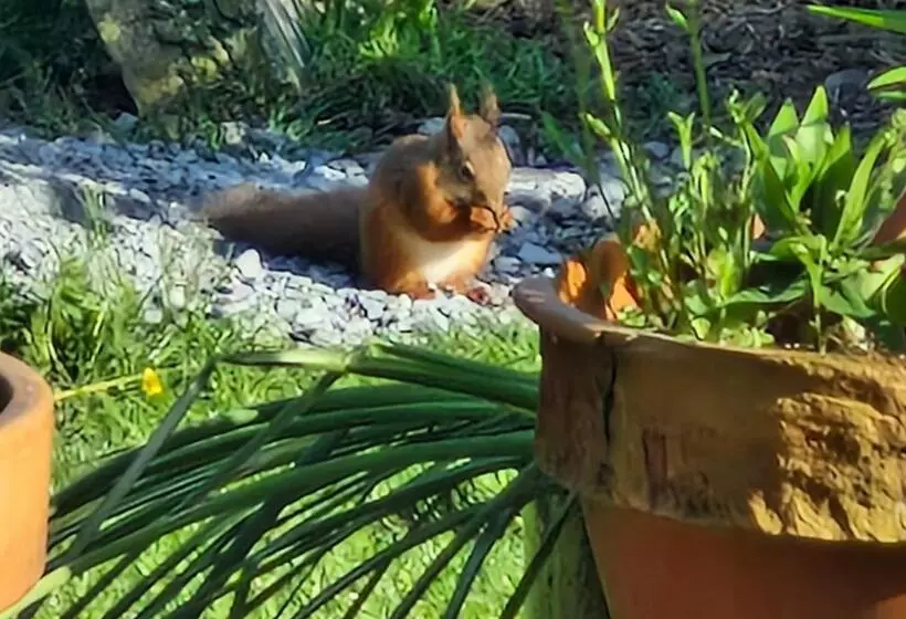 Aamiaismajoitus (B&B) Drumee Lodge Boutique B And B, Newcastle, County Down