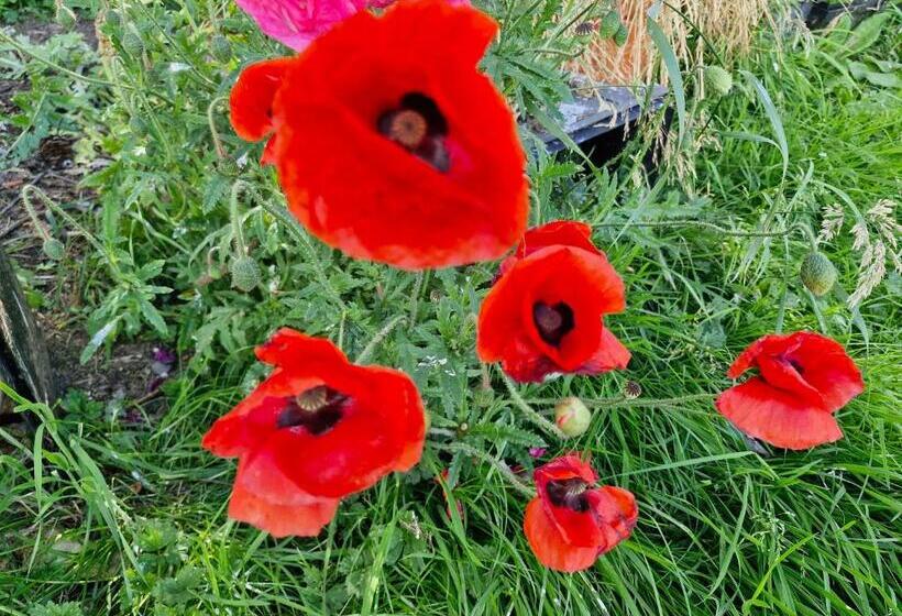 住宿加早餐 Drumee Lodge Boutique B And B, Newcastle, County Down