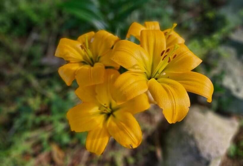 住宿加早餐 Drumee Lodge Boutique B And B, Newcastle, County Down