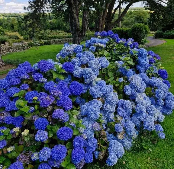 Aamiaismajoitus (B&B) Drumee Lodge Boutique B And B, Newcastle, County Down