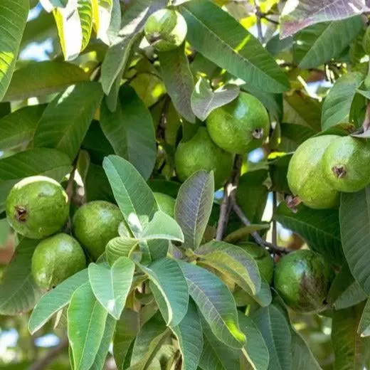 ペンション The Elegance