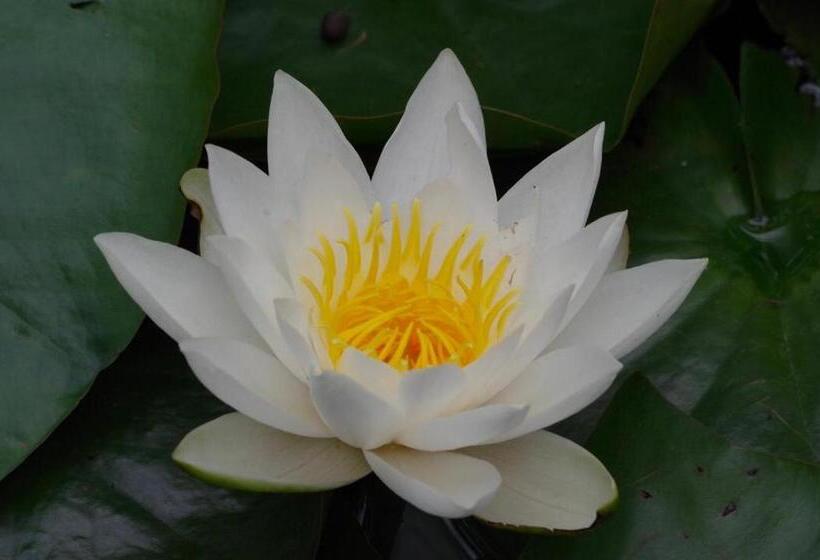 צימר Chambre Normande