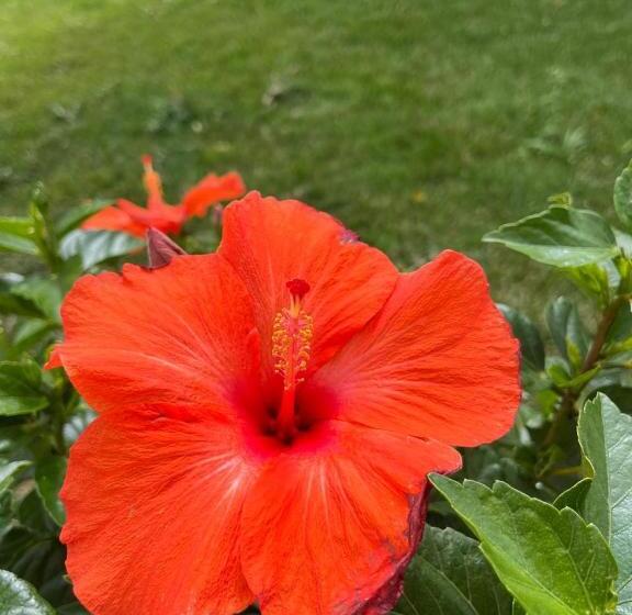 هاستل Rileys Home