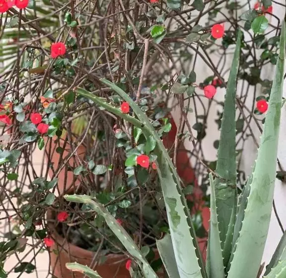 پانسیون Hostal Familiar Ulua