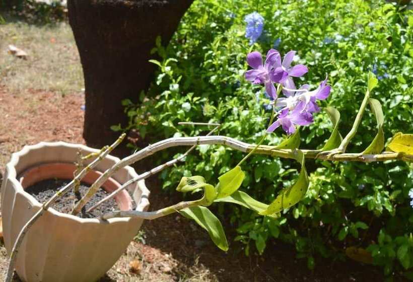 هاستل Rio Dulce