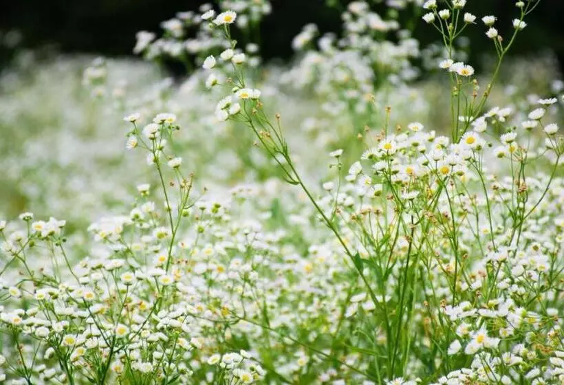 ペンション Le Camere Del Nonno Momi
