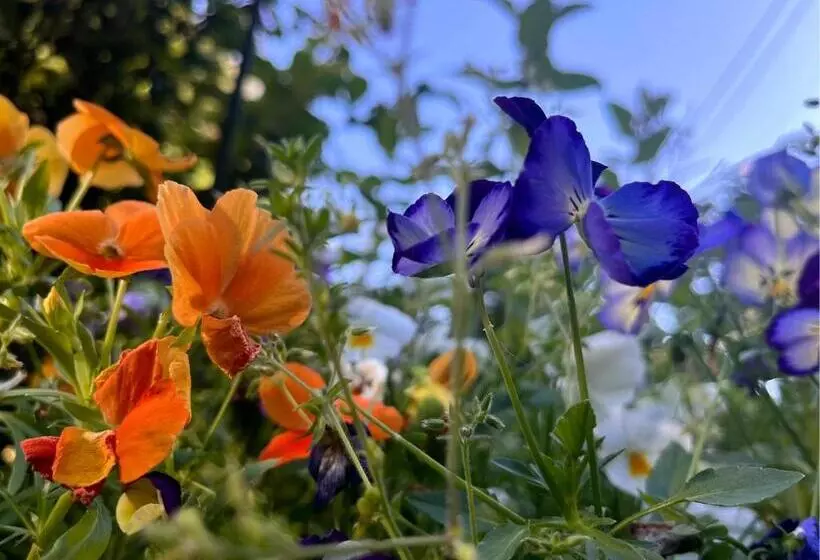 Majatalo 民泊ウトカ