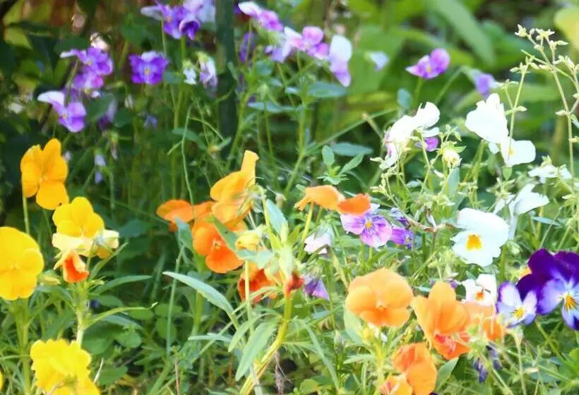 Majatalo 民泊ウトカ