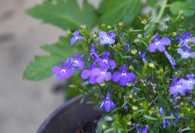 Panzió 民泊ウトカ