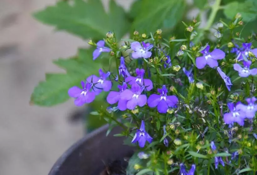 Majatalo 民泊ウトカ