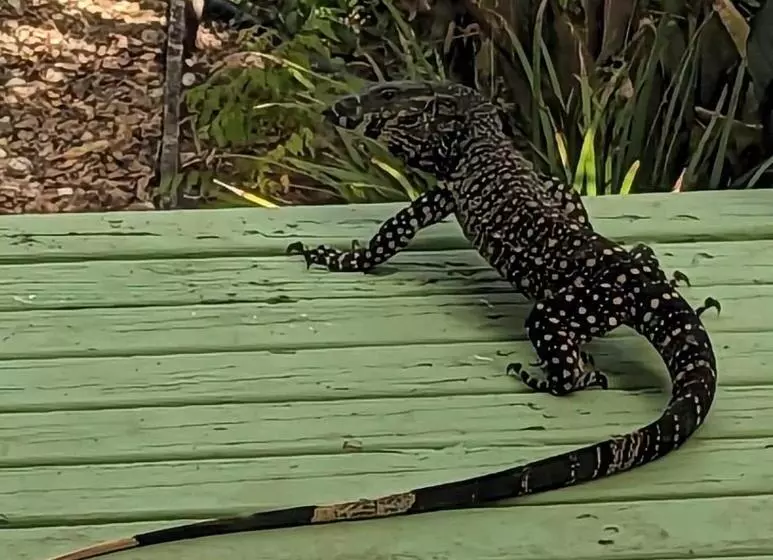 Majatalo Amamoor   Living Waters