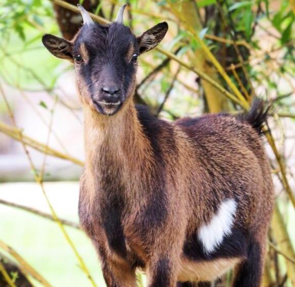 Bed and Breakfast Des Vignes Et Des Songes