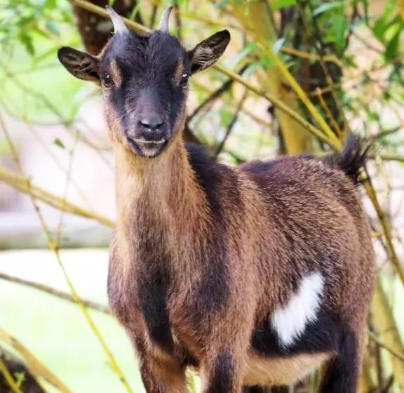 Aamiaismajoitus (B&B) Des Vignes Et Des Songes