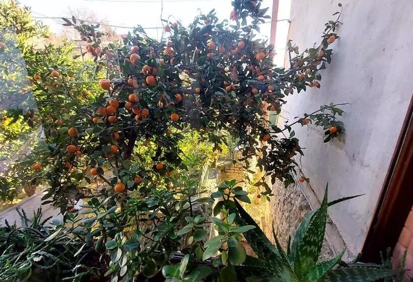 پانسیون Daduna S House