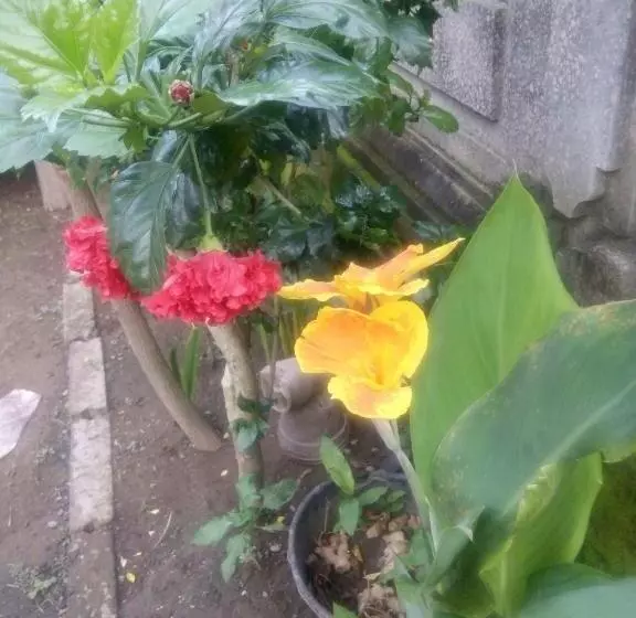ペンション Intan House