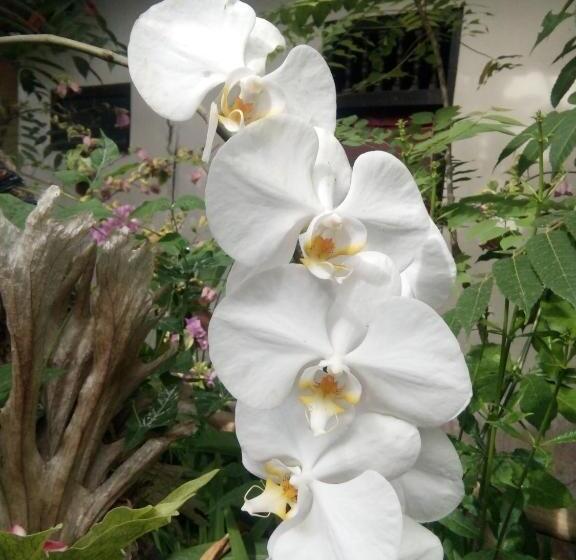 Пансион Intan House