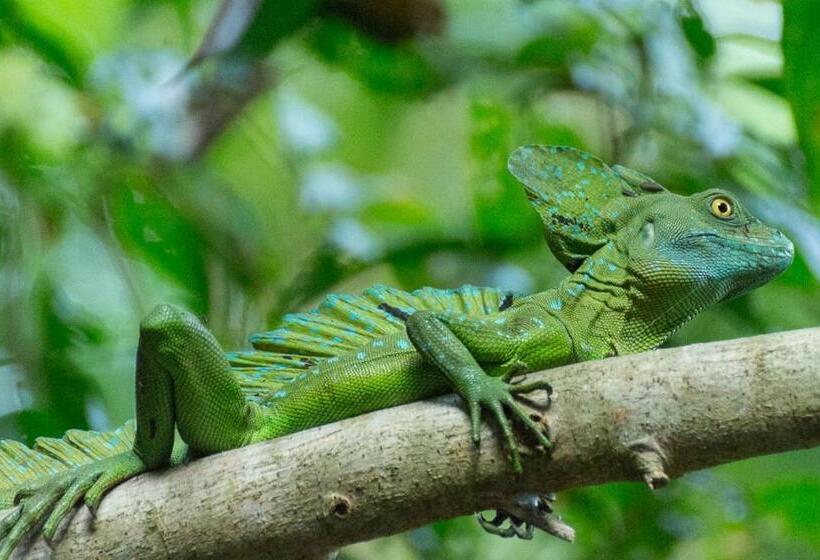 تختخواب و صبحانه Gecko De Tortuguero