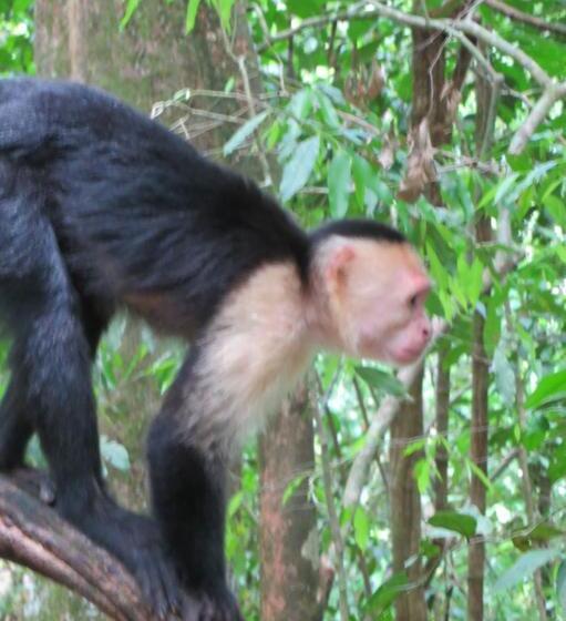 تختخواب و صبحانه Gecko De Tortuguero
