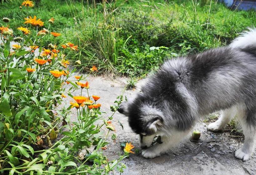 ユースホステル Shangri La Emma Inn