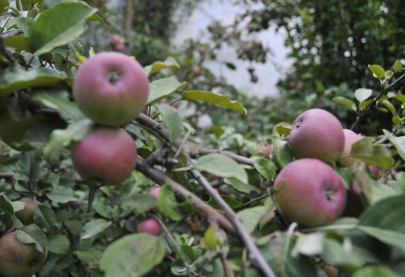 ユースホステル Shangri La Emma Inn