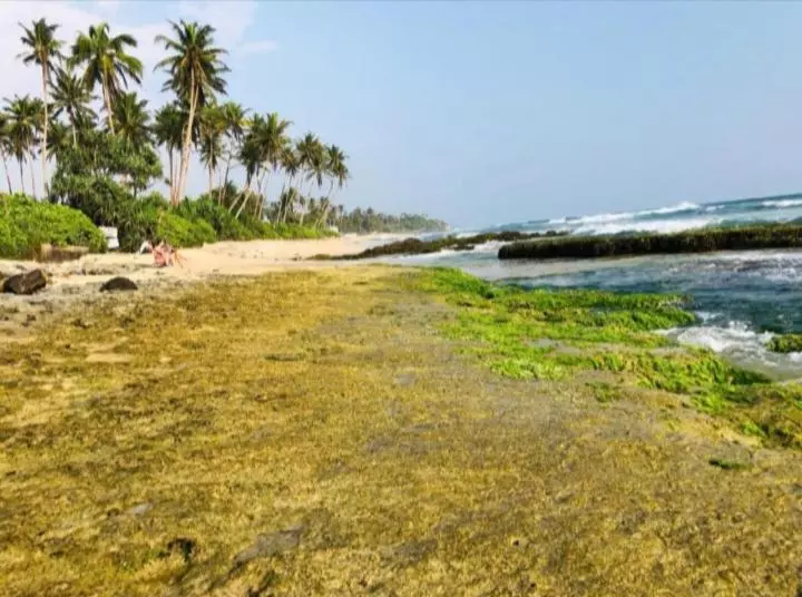 Aamiaismajoitus (B&B) Sandaru Surffing Inn