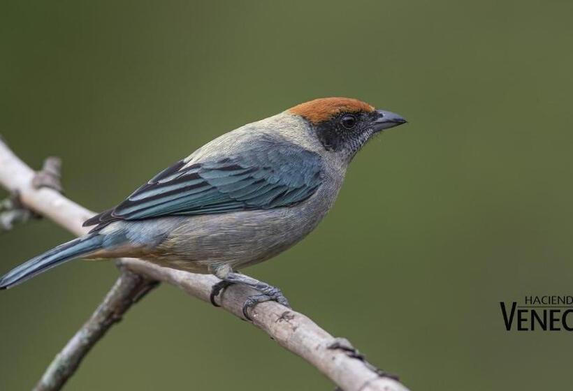 Hacienda Venecia Hostel