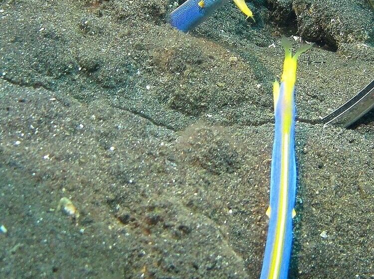 Abwonderdive Beach Resort