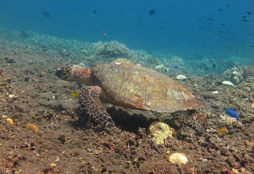 Abwonderdive Beach Resort