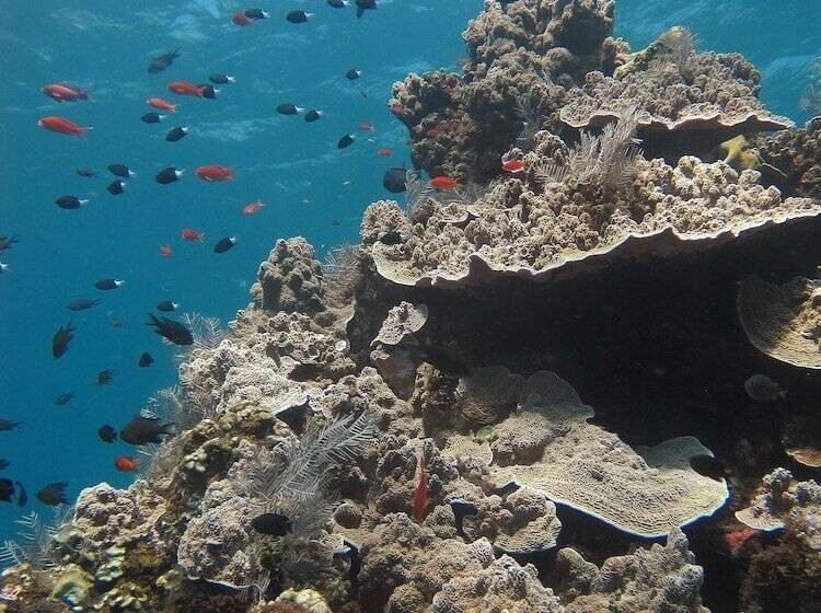 Abwonderdive Beach Resort