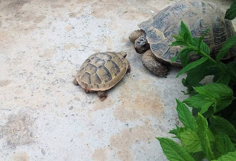 ベッドアンドブレックファースト Mozaik Stone