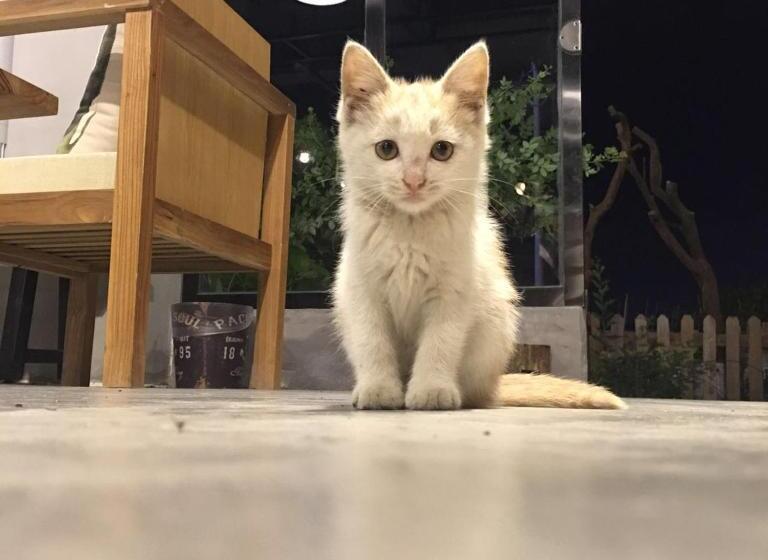 Hotelli Zhangjiajie Zhijue Art