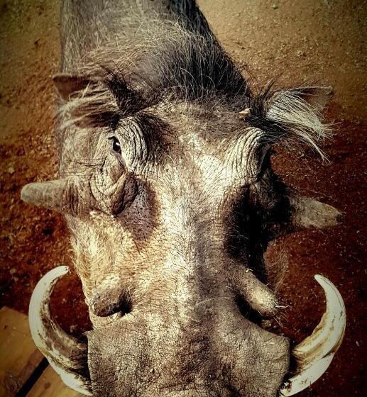 Switsongo Boutique B&b