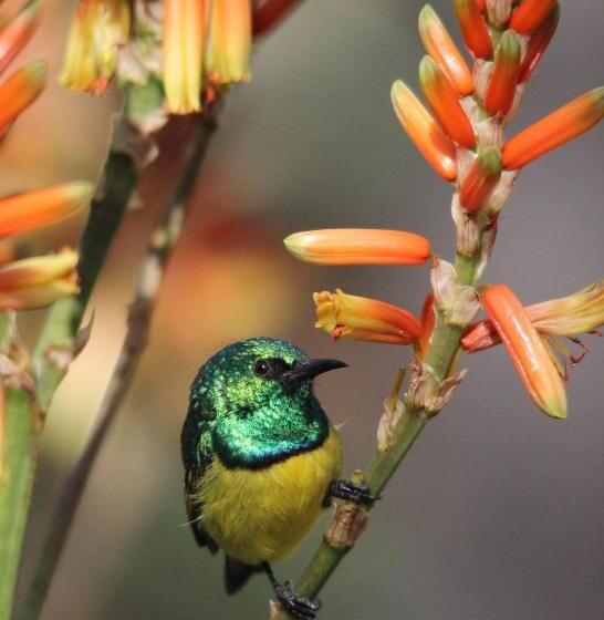 Switsongo Boutique B&b