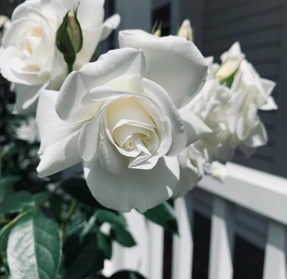 Browns Boutique Bed And Breakfast