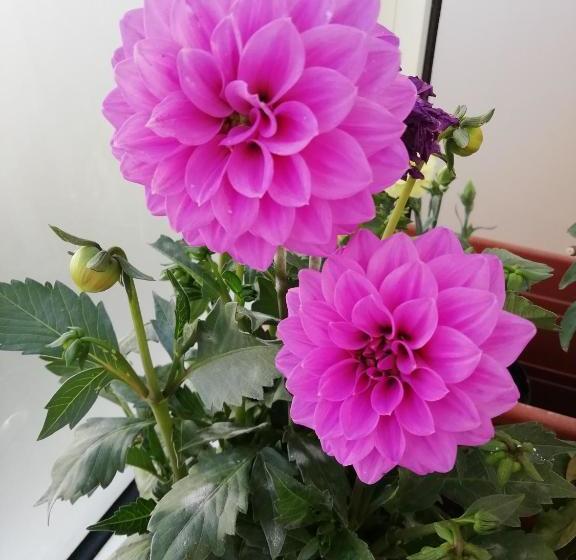 مبيت وإفطار I Fiori