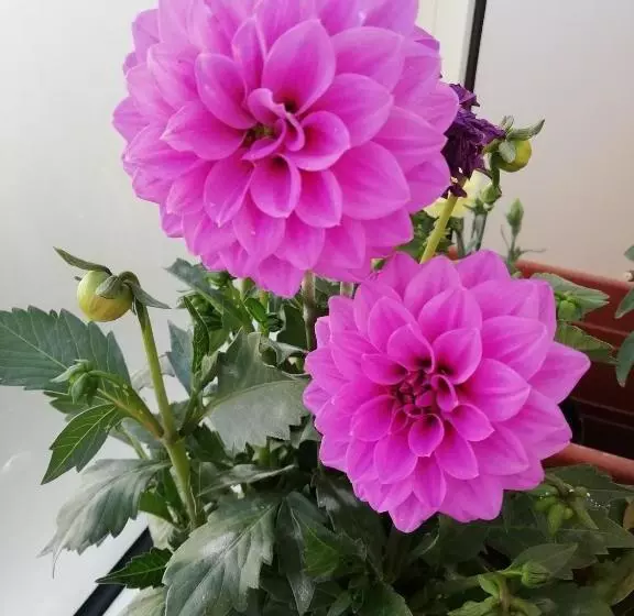 Aamiaismajoitus (B&B) I Fiori