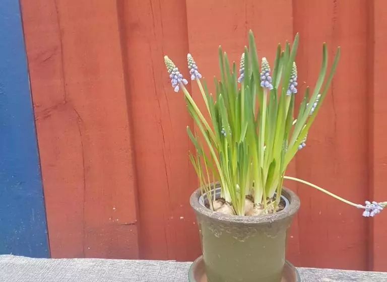 Innergårdens Bed And Breakfast