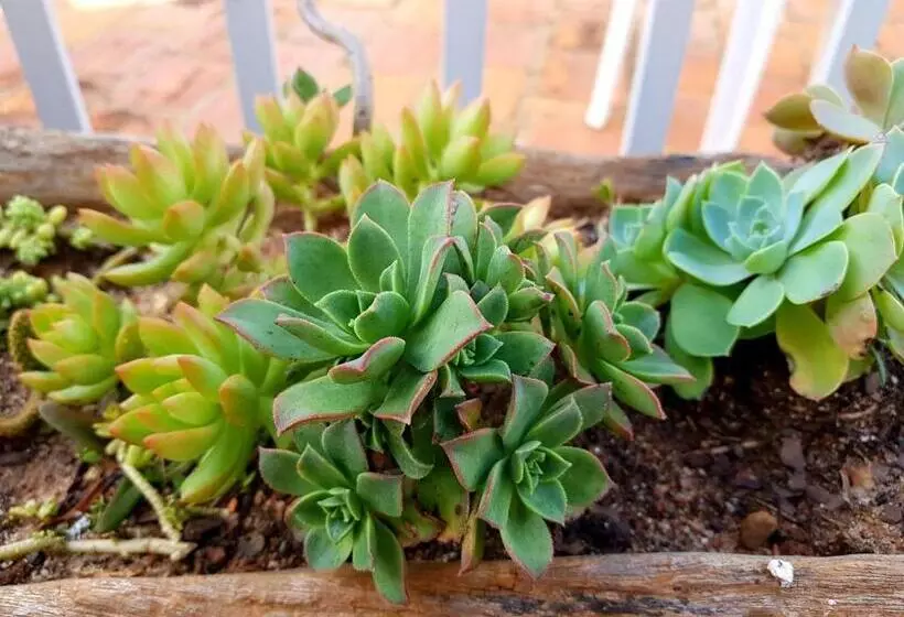 ホテル Pousada Sol Nascente