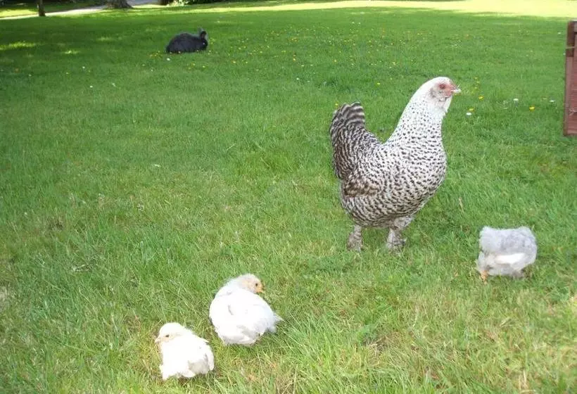 ベッドアンドブレックファースト Green Bank Farmhouse