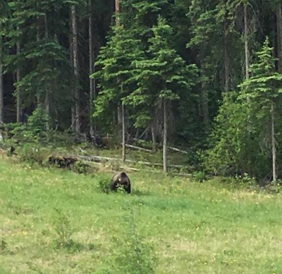 Cougar Mountain Lodge B&b