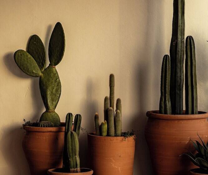 هتل Bonito Ibiza by O Beach