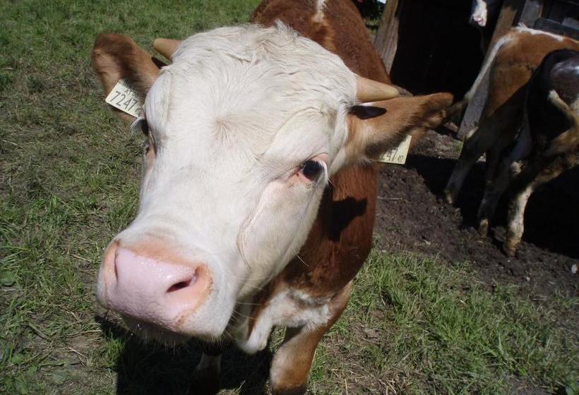 ベッドアンドブレックファースト Ferienwohnung Seppen