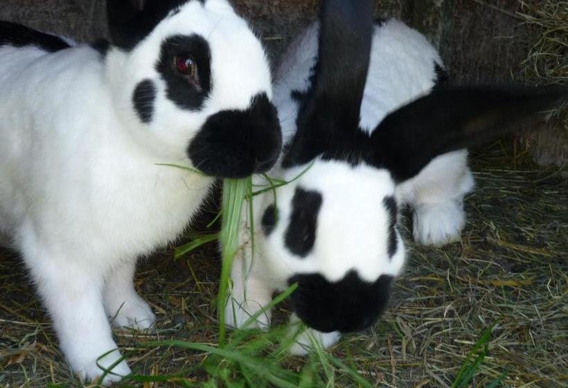 ベッドアンドブレックファースト Ferienwohnung Seppen