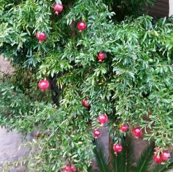 ベッドアンドブレックファースト La Maison Jujube